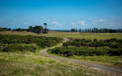 Owners’ Pānui  – Hakihea 2024